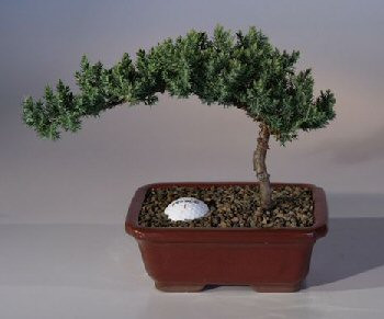 Juniper with Fairway Golf Ball   (Juniper Procumbens "nana") 