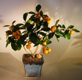 Orange Citrus Bonsai Tree   ("Calamondin" Orange) 