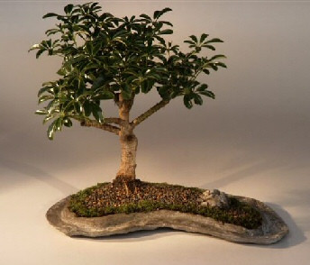 Hawaiian Umbrella Bonsai Tree on a Rock Slab   (arboricola schefflera 'luseanne') 