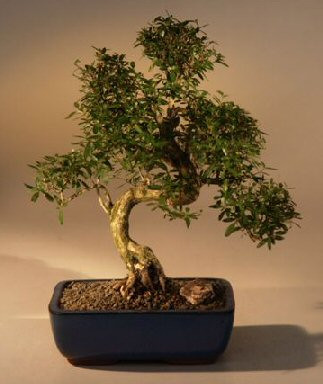 Chinese Flowering White Serissa  Bonsai Tree of a Thousand Stars  Curved Trunk Style  Extra Large   (serissa japonica) 