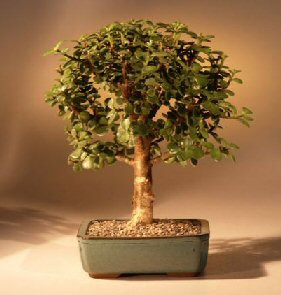Baby Jade Bonsai Tree - Medium  (Portulacaria Afra) 