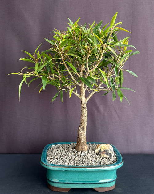 Willow Leaf Ficus Bonsai Tree-Medium   (Ficus Nerifolia/Salisafolia) 