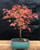 Trident Maple Bonsai Tree   (Acer Buergerianum) 