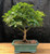Hawaiian Umbrella Bonsai Tree - Medium  (Arboricola Schefflera 'Luseanne') 