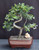 Chinese Elm Bonsai Tree - Medium    Curved Trunk Style   (Ulmus Parvifolia) 