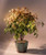 Flowering Heavenly Bamboo Bonsai Tree  (nandina domestica - 'firepower') 