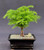 Norfolk Island Pine Bonsai Tree - Medium   (Araucaria Heterophila) 