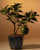 Flowering Lemon Bonsai Tree   (meyer lemon) 