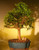 Baby Jade Bonsai Tree - Extra Large   (Portulacaria Afra) 