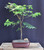 Paperbark Maple Bonsai Tree   (acer griseum) 