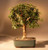 Baby Jade Bonsai Tree - Medium  (Portulacaria Afra) 