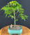 Japanese Green Maple Bonsai Tree - Small   (acer palmatum) 