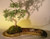 Chinese Elm Bonsai Tree  On Rock Slab  (ulmus parvifolia) 