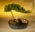 Juniper Bonsai Tree/Water Bonsai Pot - Medium  (juniper procumbens "nana") 