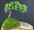 Juniper Bonsai Tree Planted on a Rock Slab  (juniper procumbens "nana") 