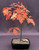 Pin Oak Bonsai Tree   ('quercus palustris') 