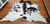 Tri  Colour  Cowhide #107