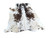 Brown &  White  Spotty Craft Cowhide  130x147cm