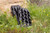 DV8 Offroad DV8 Xtract Mini Traction Board | Pair | Black - RTB2-02BK Photo - out of package