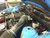 Mighty Mouse Solutions Wild Catch Can - 2011-2024 Ford Mustang GT 5.0L Coyote