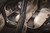 3D MAXpider Chevrolet Bolt EUV 2022-2022 Kagu Gray Row 1 & Row 2 - L1CH09701501 Photo - Mounted