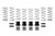 Eibach 11-14 Polaris RZR Pro-UTV - Stage 3 Performance Spring System (Set Of 8 Springs) - E85-209-005-03-22 Photo - Primary