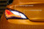 Diode Dynamics 13-16 Hyundai Genesis Coupe Tail as Turn +Backup Module (USDM) Module Only - DD3015 User 5