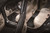 3D Maxpider 20-24 Ford Escape Gasoline Kagu Black R1 R2 (3Pcs R2) - L1FR12301509 Photo - Mounted