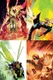 BEN 10 #2 PREMIERE VARIANT EDITION BUNDLE INCLUDING ALL 4 QUALIFYING INCENTIVE VARIANT COVERS INCLUDES 60 COPIES OF EACH OPEN ORDER COVER