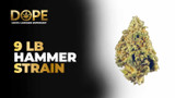 9 LB Hammer Strain: Flavor, Effects & THC Guide 2025