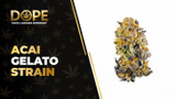 Acai Gelato Strain Review: Flavor, Effects & THC Guide