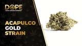 Acapulco Gold Strain Review: Effects, Flavor & High