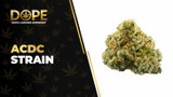 ACDC Strain Review: CBD Effects, Flavor & Grow Guide