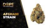 Afghani Strain Review: Relaxing Classic Indica Power