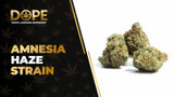 Amnesia Haze Strain Review: Citrus Flavour & Effects