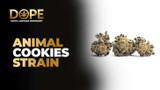 Animal Cookies Strain Review | Effects, Flavor & Grow Guide