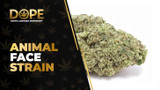 Animal Face Strain Review: Nutty Diesel & Euphoric High