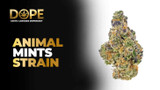 Animal Mints Strain Review | Effects, Flavor & Grow Guide