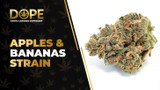 Apples & Bananas Strain Review: Flavor, Effects & Potency