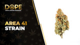 Area 41 Strain: Genetics, Effects, Flavor & THCA Flower