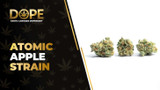 Atomic Apple Strain: Sour Apple Flavor & Hybrid Effects