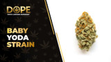 Baby Yoda Strain: Flavor, Effects, Genetics & THCA Flower