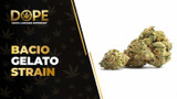 Bacio Gelato Strain Review: Effects, Flavor & THC Guide