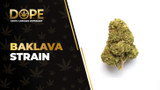 Baklava Strain: Genetics, Effects, Flavor & THCA Flower