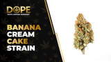 Banana Cream Cake Strain Review: Flavor & Effects Guide
