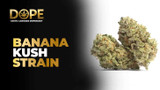 Banana Kush Strain Guide 2025: Flavor, Effects & Growing Tips