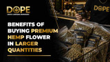 Benefits of Buying Premium Hemp Flower in Larger Quantities