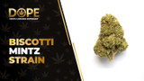 Biscotti Mintz Strain: Flavor, Effects & Hybrid Genetics