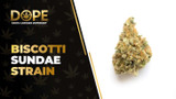 Biscotti Sundae Strain: Flavor, Effects & Genetics