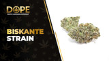 Biskante Strain Review: Citrus Flavour & Uplifting Effects